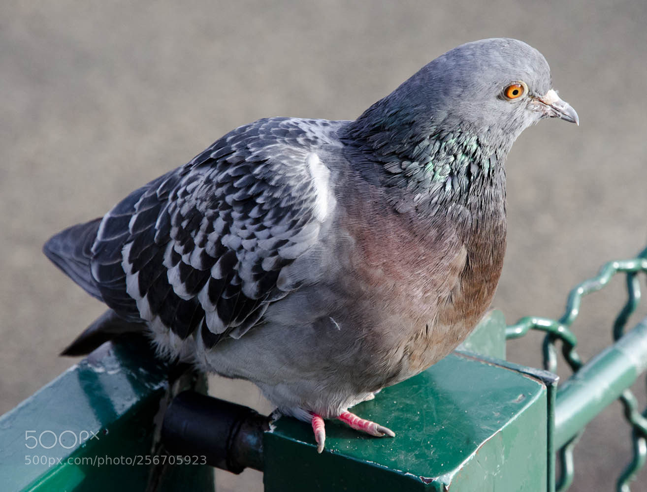 Nikon D7000 sample photo. Pigeon parisien photography