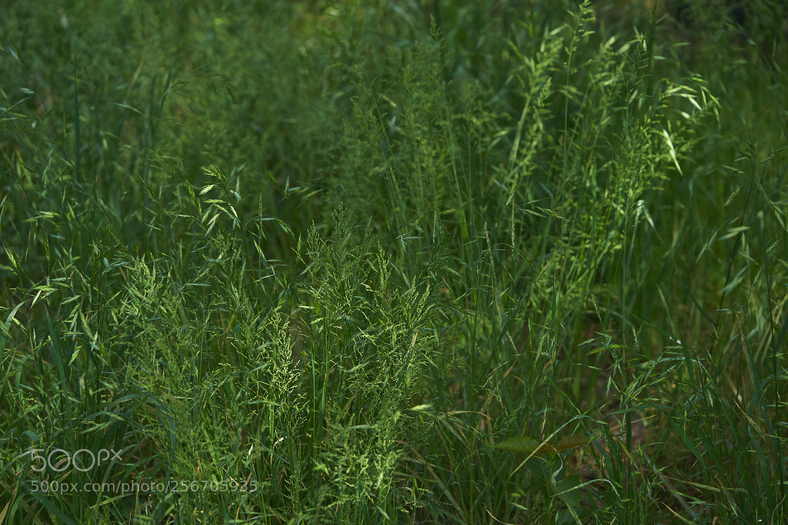 Sony a7 sample photo. Flowers 6569 photography