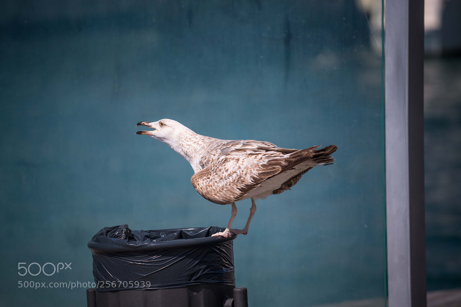 Nikon D850 sample photo. Barcelona photography