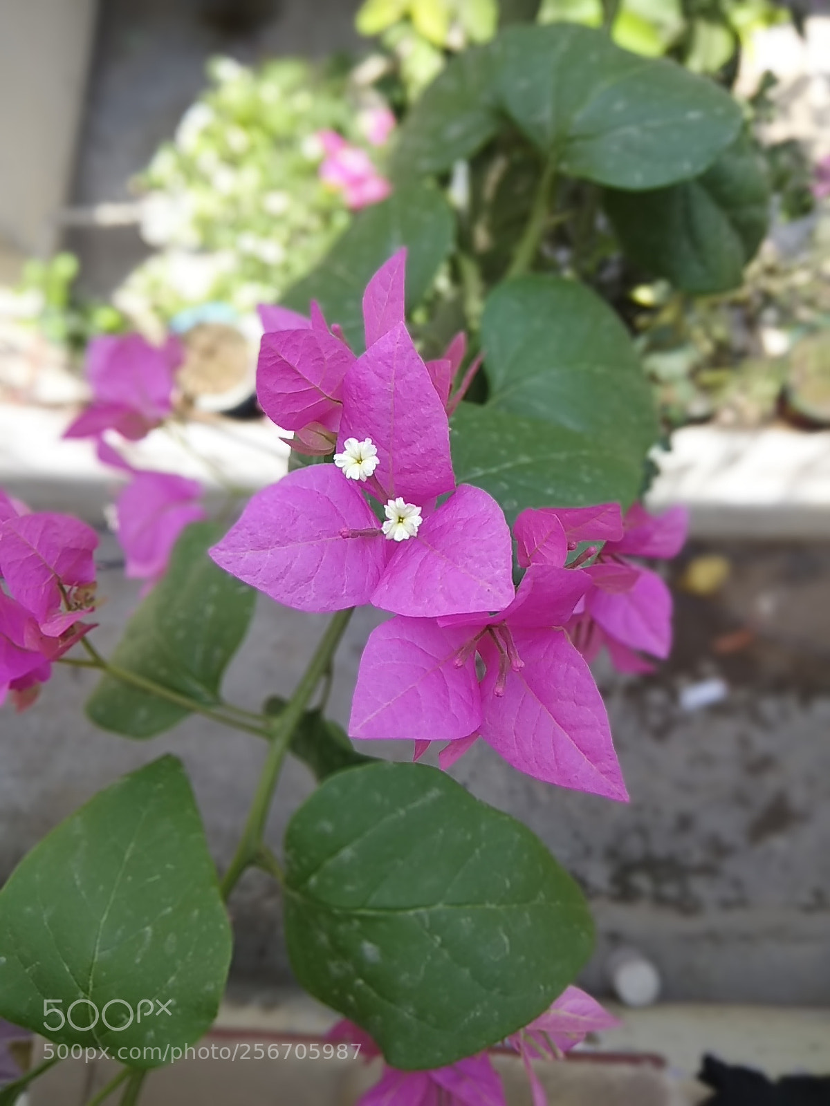 Xiaomi Redmi Note 4 sample photo. Flowers.jpg photography