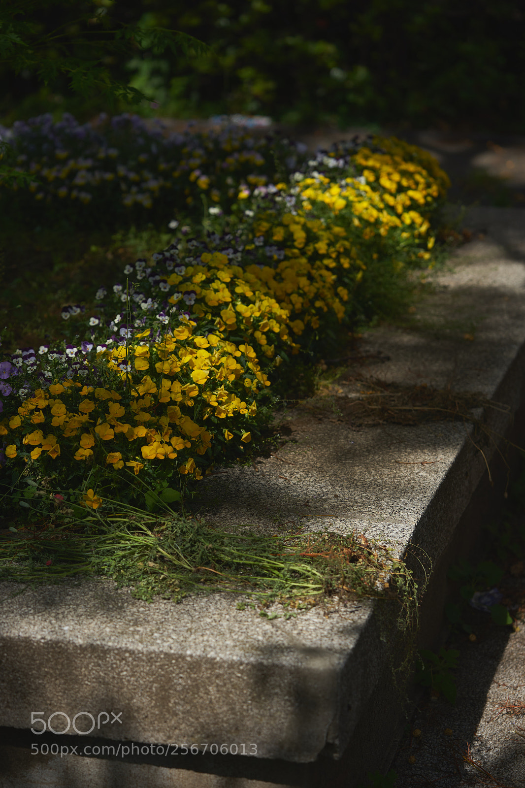 Sony a7 sample photo. Flowers 6570 photography