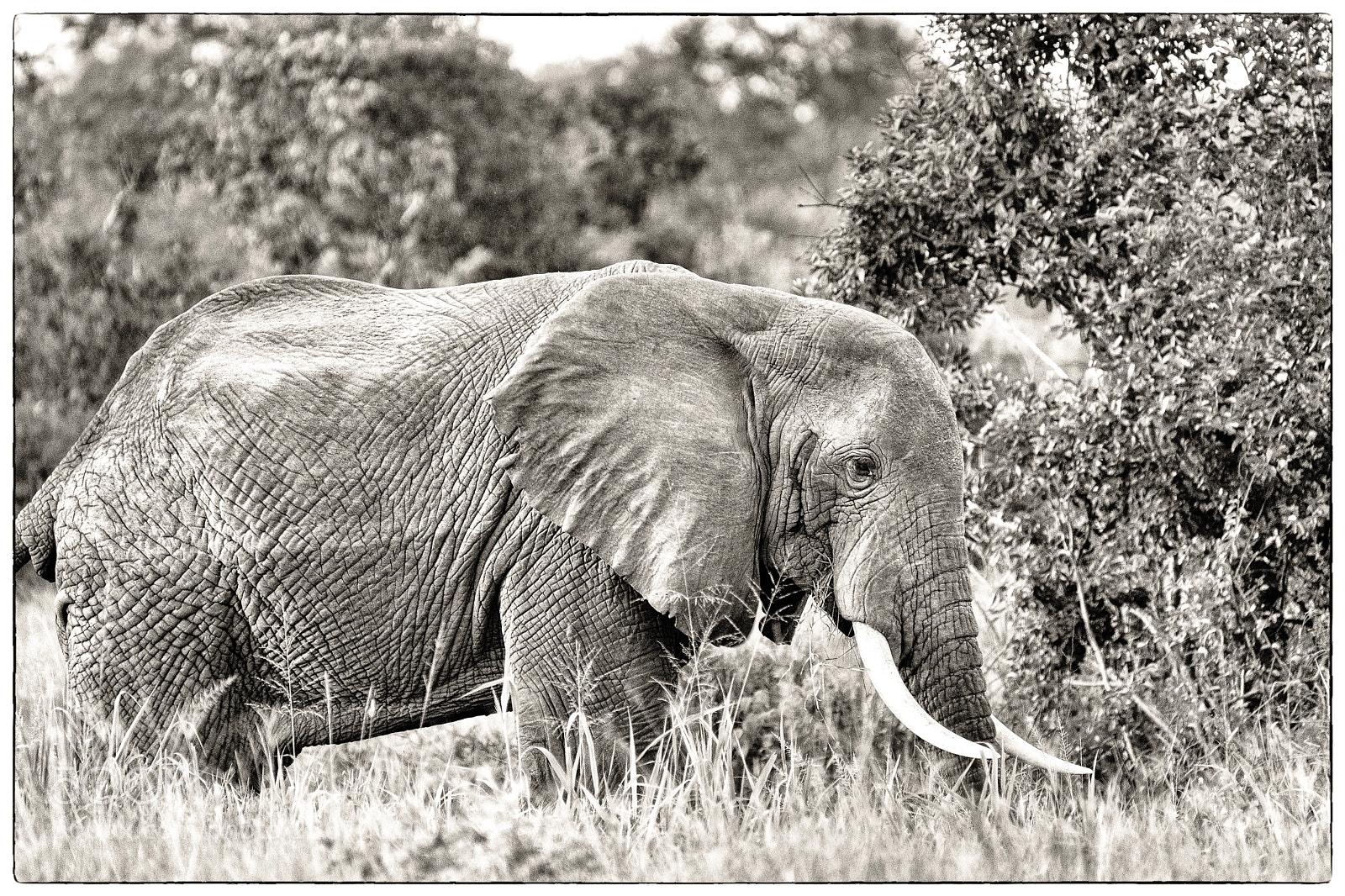 Fujifilm X-T2 sample photo. The elephant and the photography