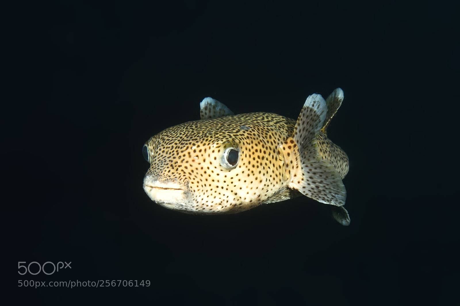 Nikon D810 sample photo. Puffer fish encounter in photography