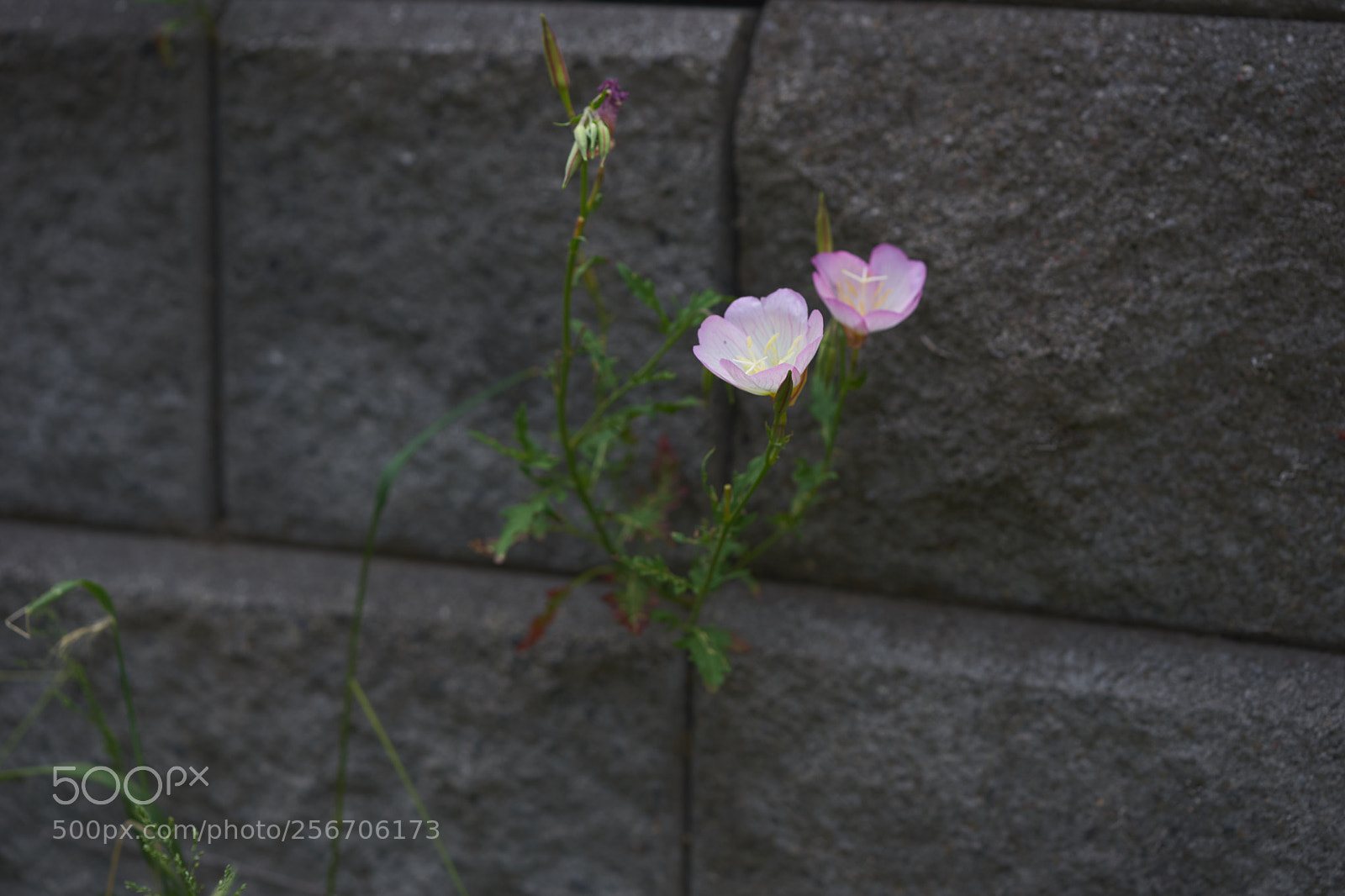 Sony a7 sample photo. Flowers 6571 photography