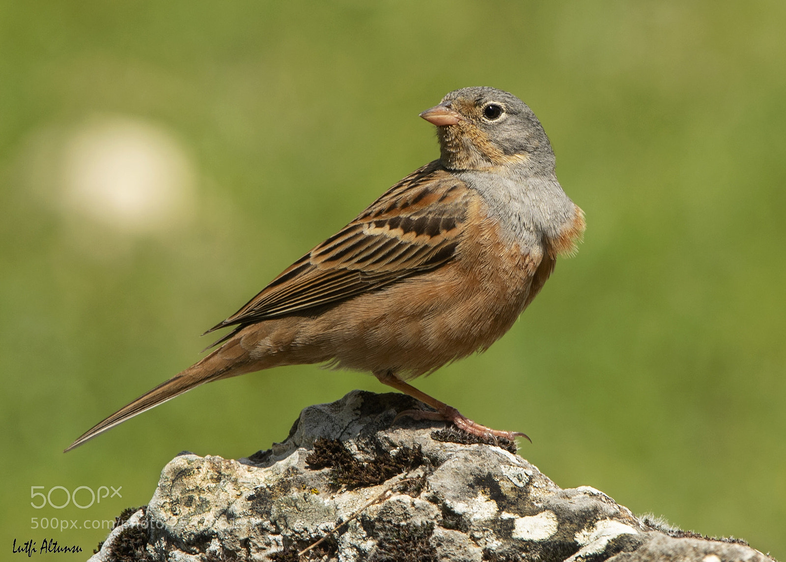 Nikon D500 sample photo. Red-headed bunting k z photography