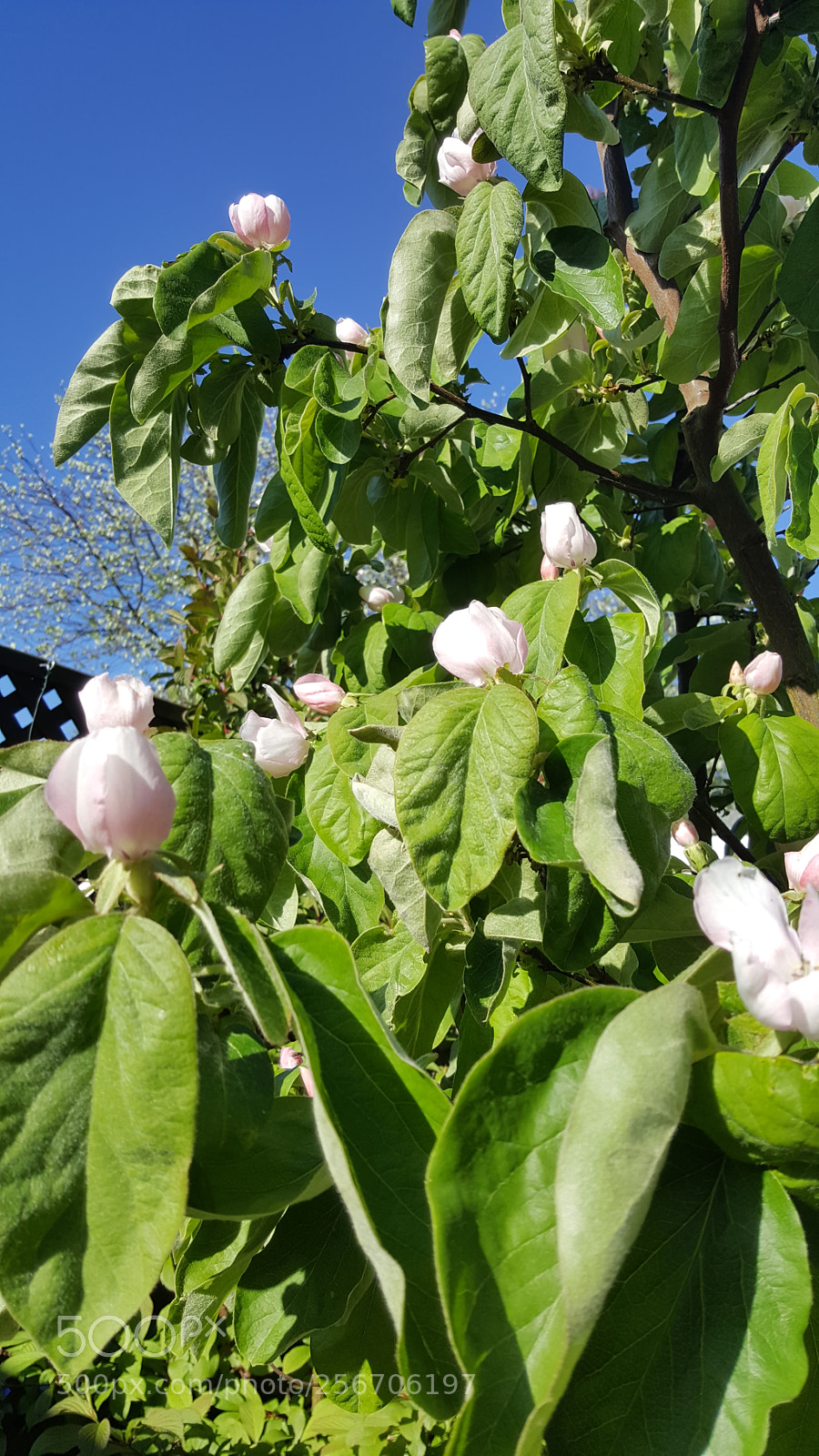 Samsung Galaxy S6 sample photo. Quince tree (cydonia) photography