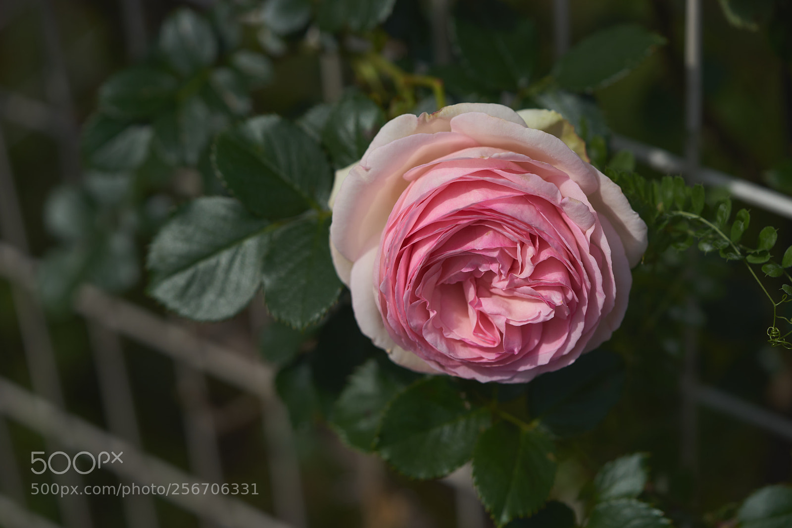 Sony a7 sample photo. Flowers 6572 photography