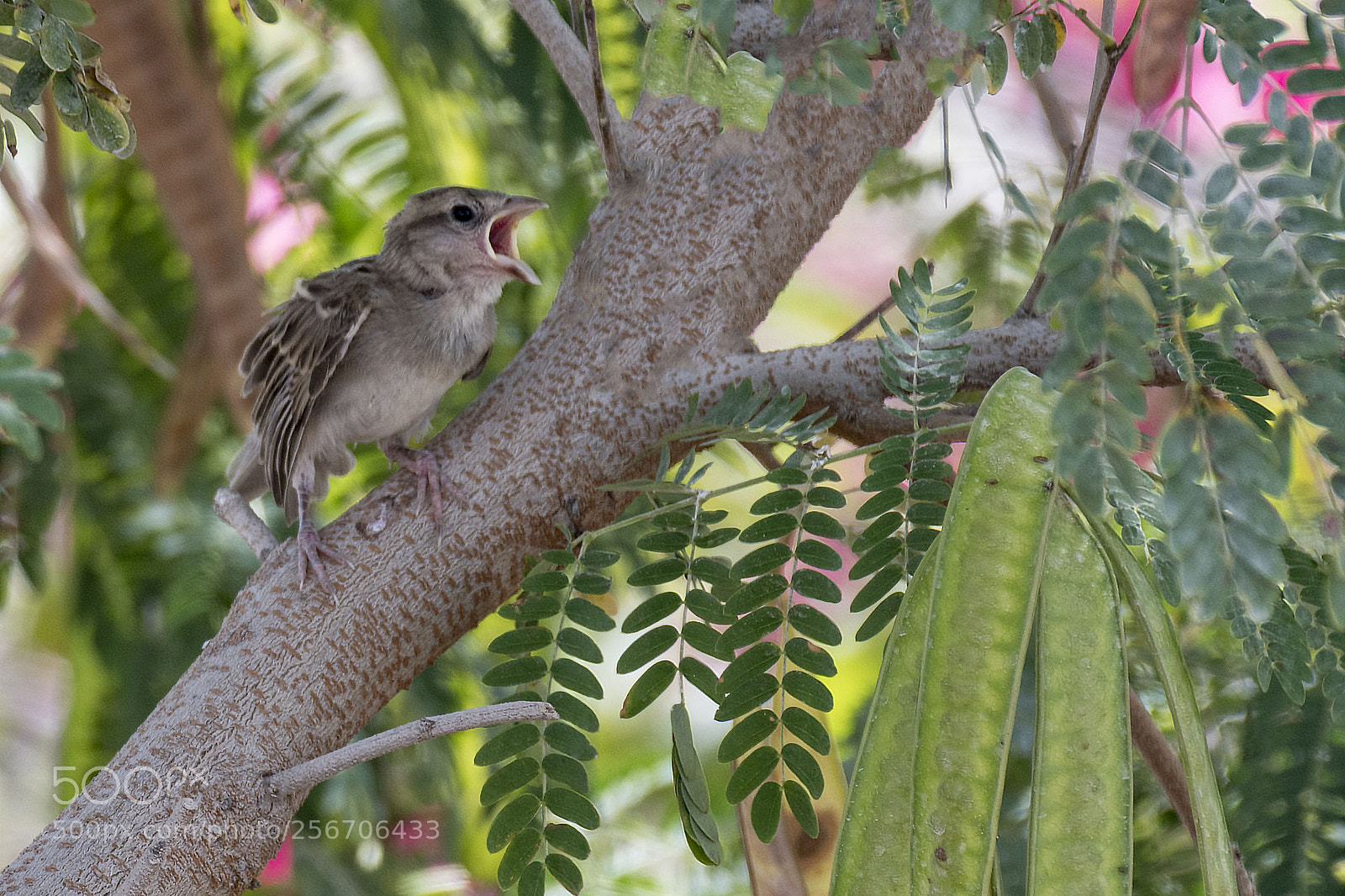 Nikon D500 sample photo. Awaiting fledgling photography