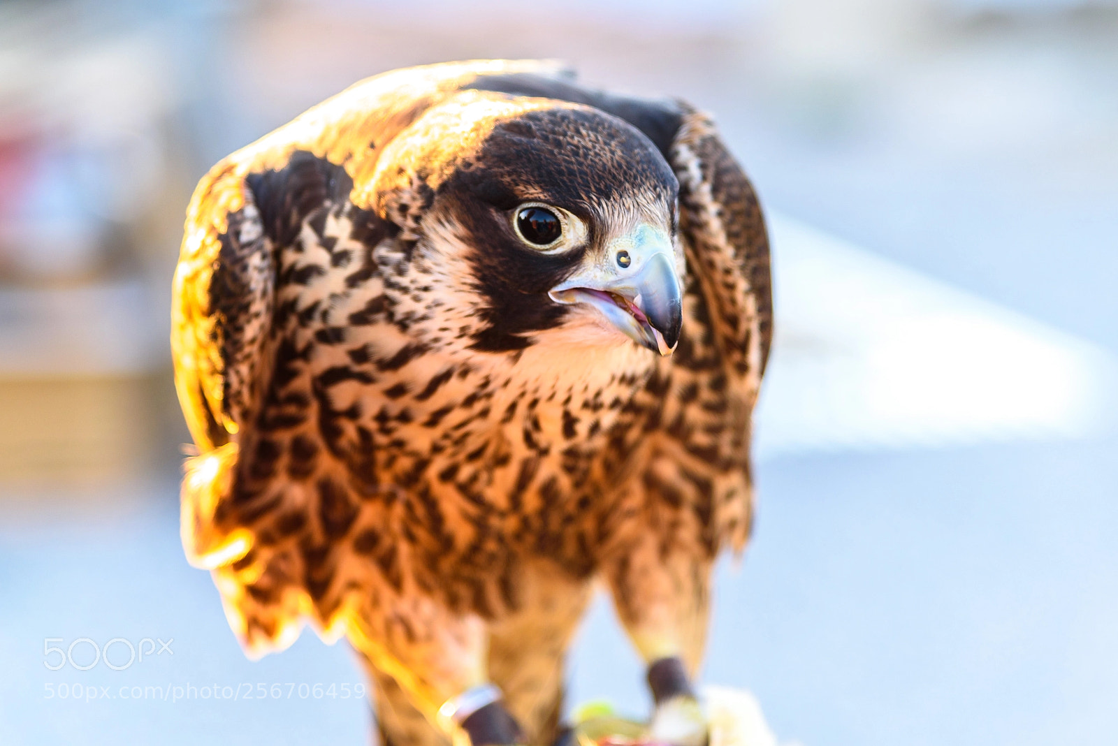 Nikon D750 sample photo. Peregrine falcon photography