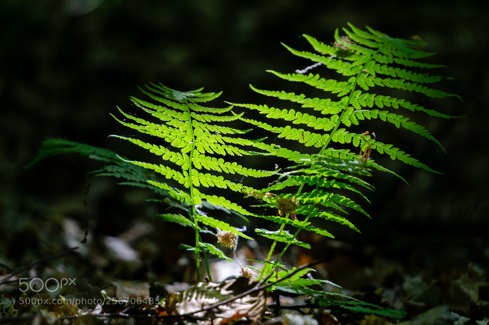Sony a6000 sample photo. Farn / fern photography