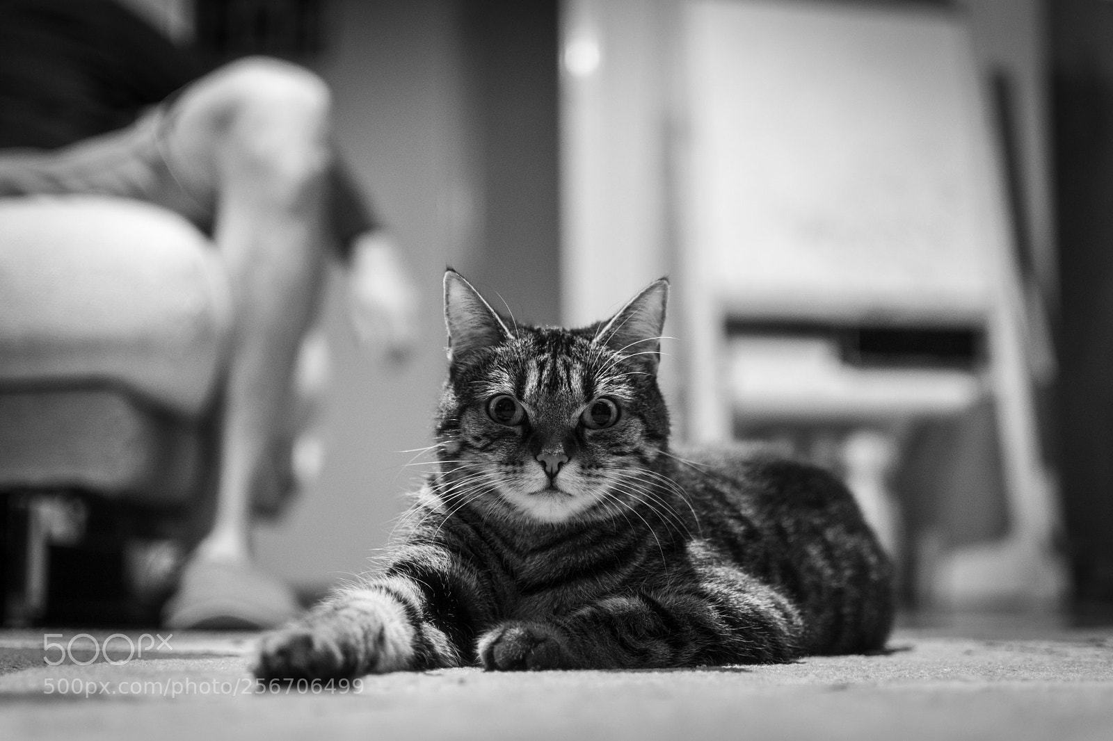 Nikon D3300 sample photo. Predator photography