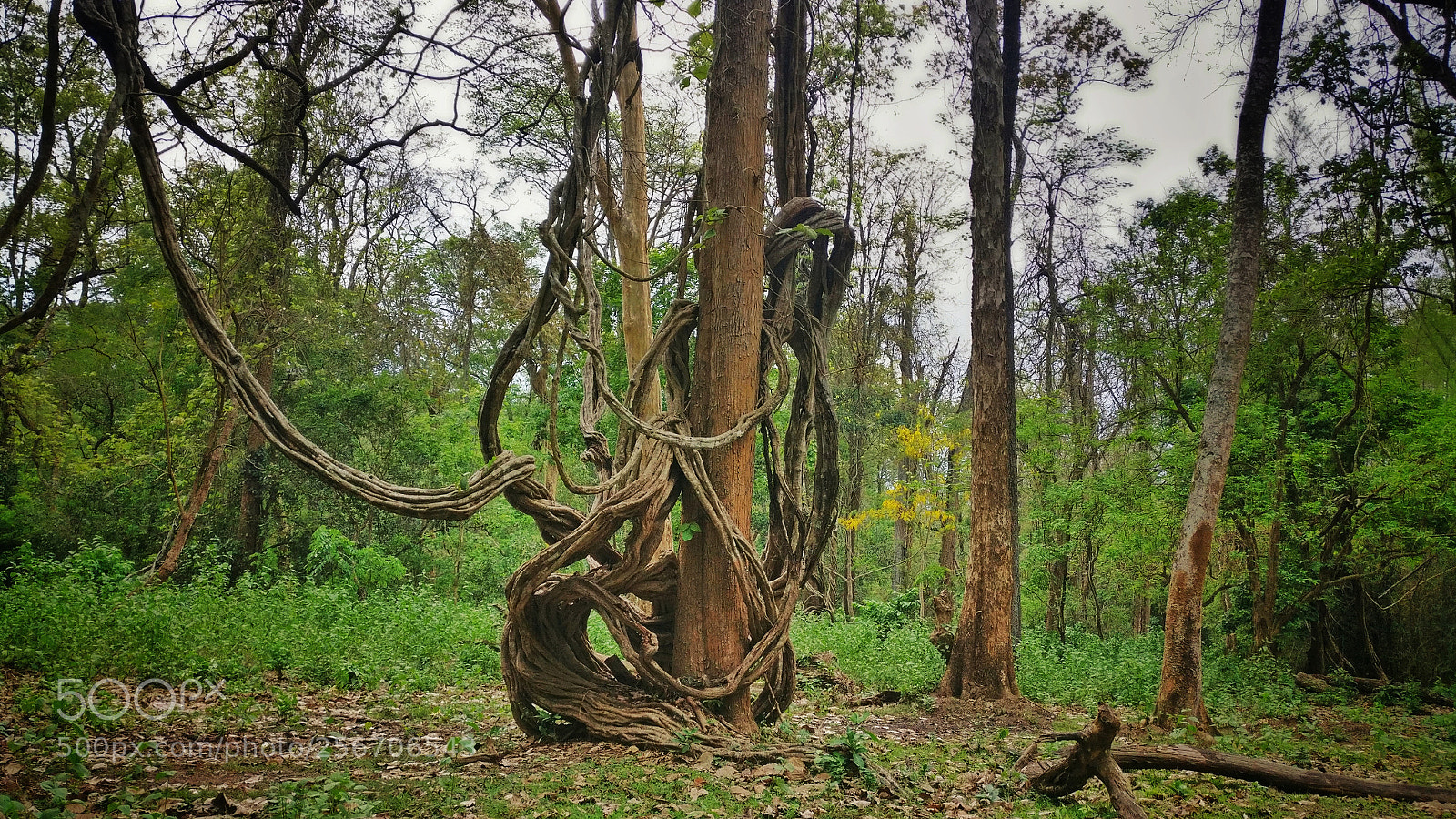 OnePlus A3003 sample photo. Woodweaving 2 photography