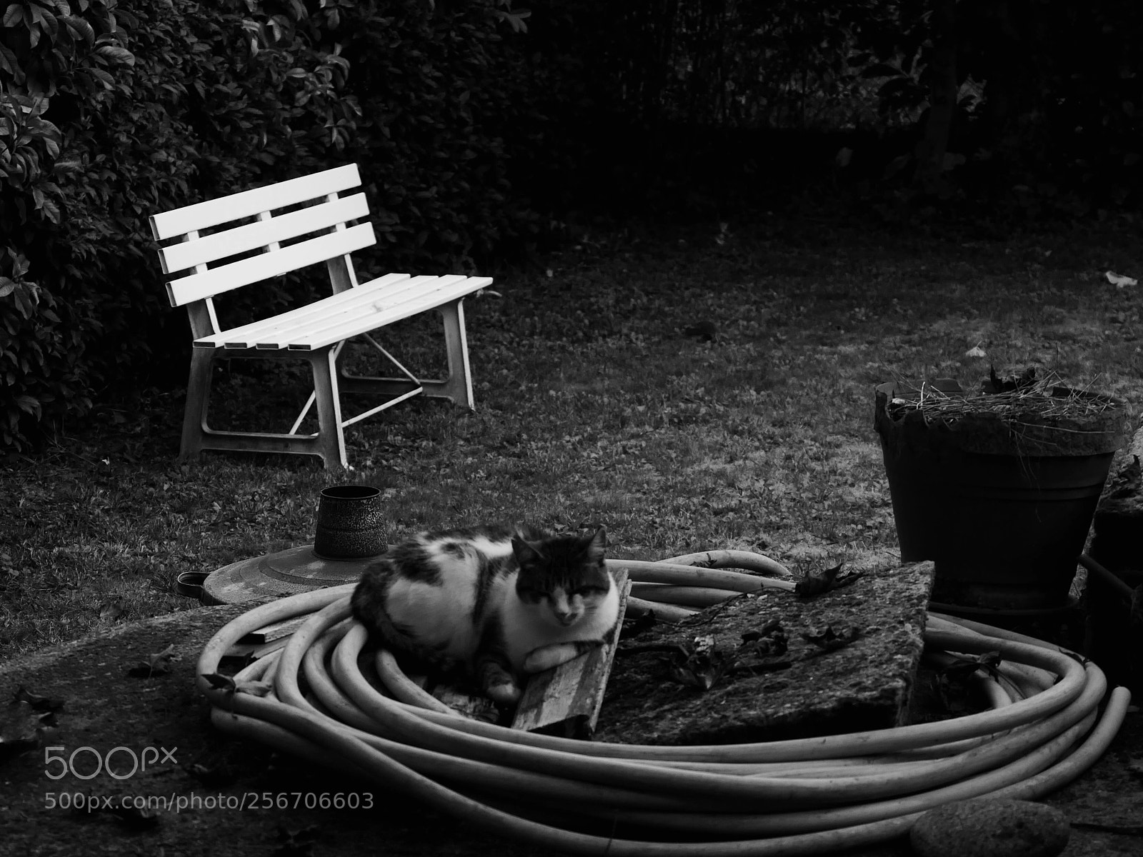 Panasonic Lumix DMC-GX85 (Lumix DMC-GX80 / Lumix DMC-GX7 Mark II) sample photo. The cat and the photography