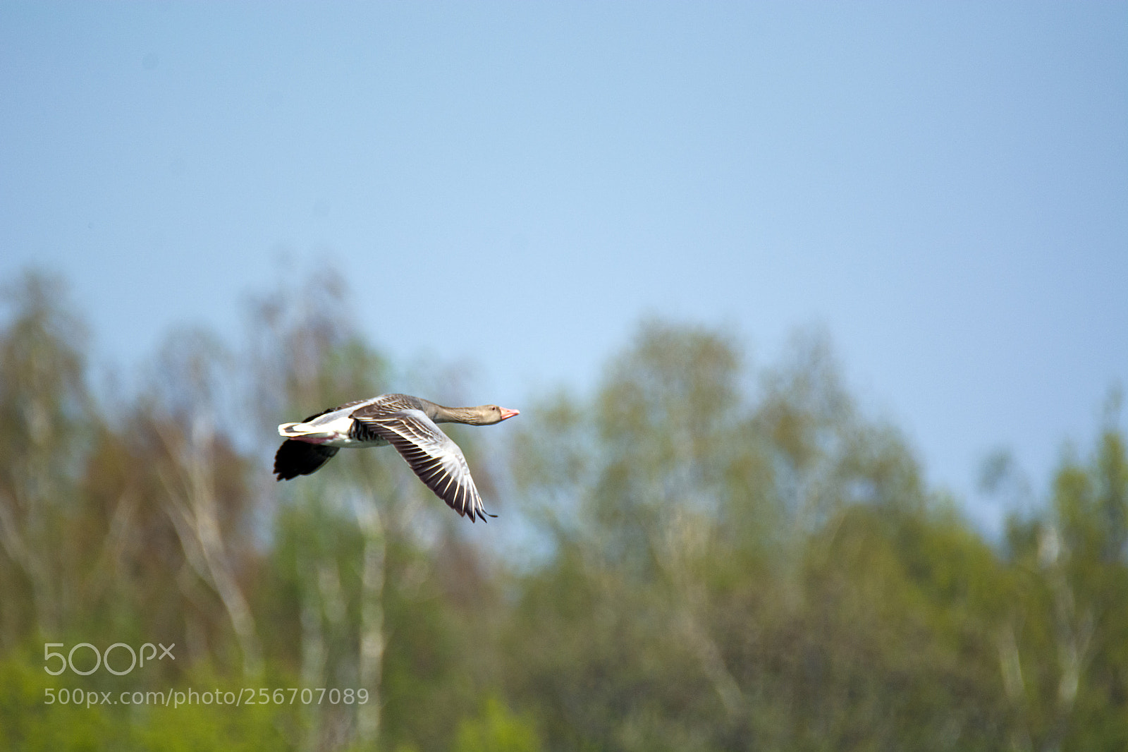 Nikon D7100 sample photo. Greylag goose (anser anser) photography