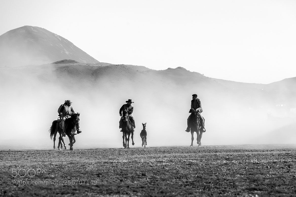 Fujifilm X-T2 sample photo. Yılkı horses photography