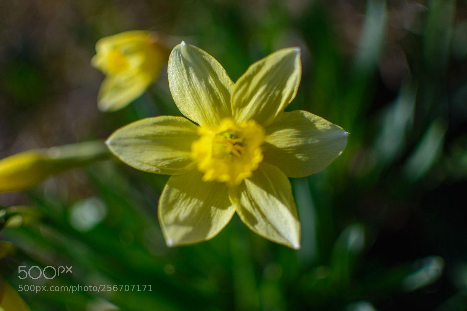 Nikon D5200 sample photo. The first flower photography