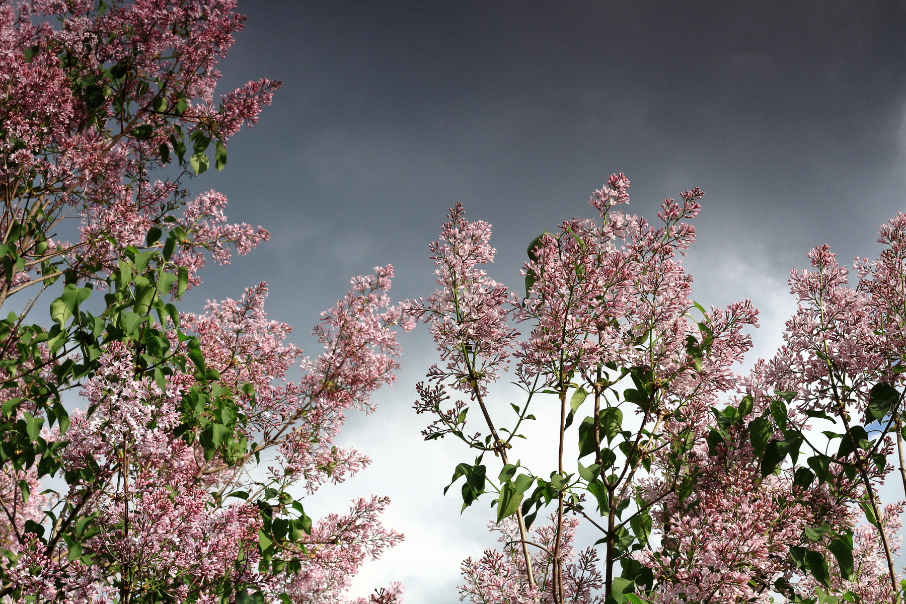 Canon EOS 7D + Canon EF 50mm F1.4 USM sample photo. Lilac photography