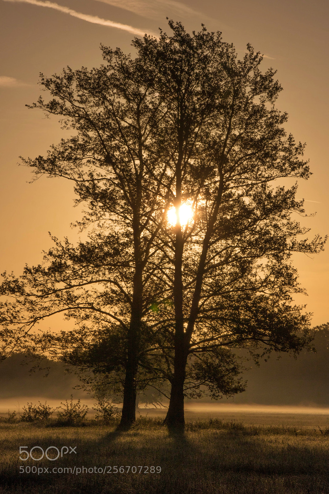 Canon EOS 750D (EOS Rebel T6i / EOS Kiss X8i) sample photo. First light of day photography