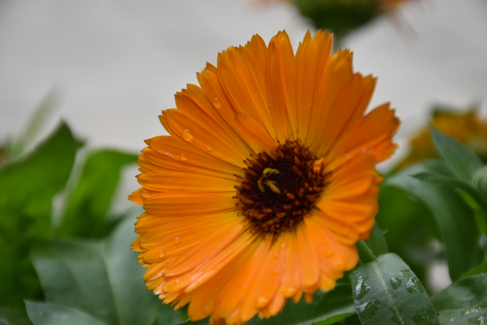 Nikon D5500 sample photo