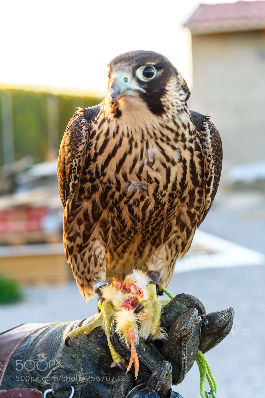 Nikon D750 sample photo. Peregrine falcon on falconer photography