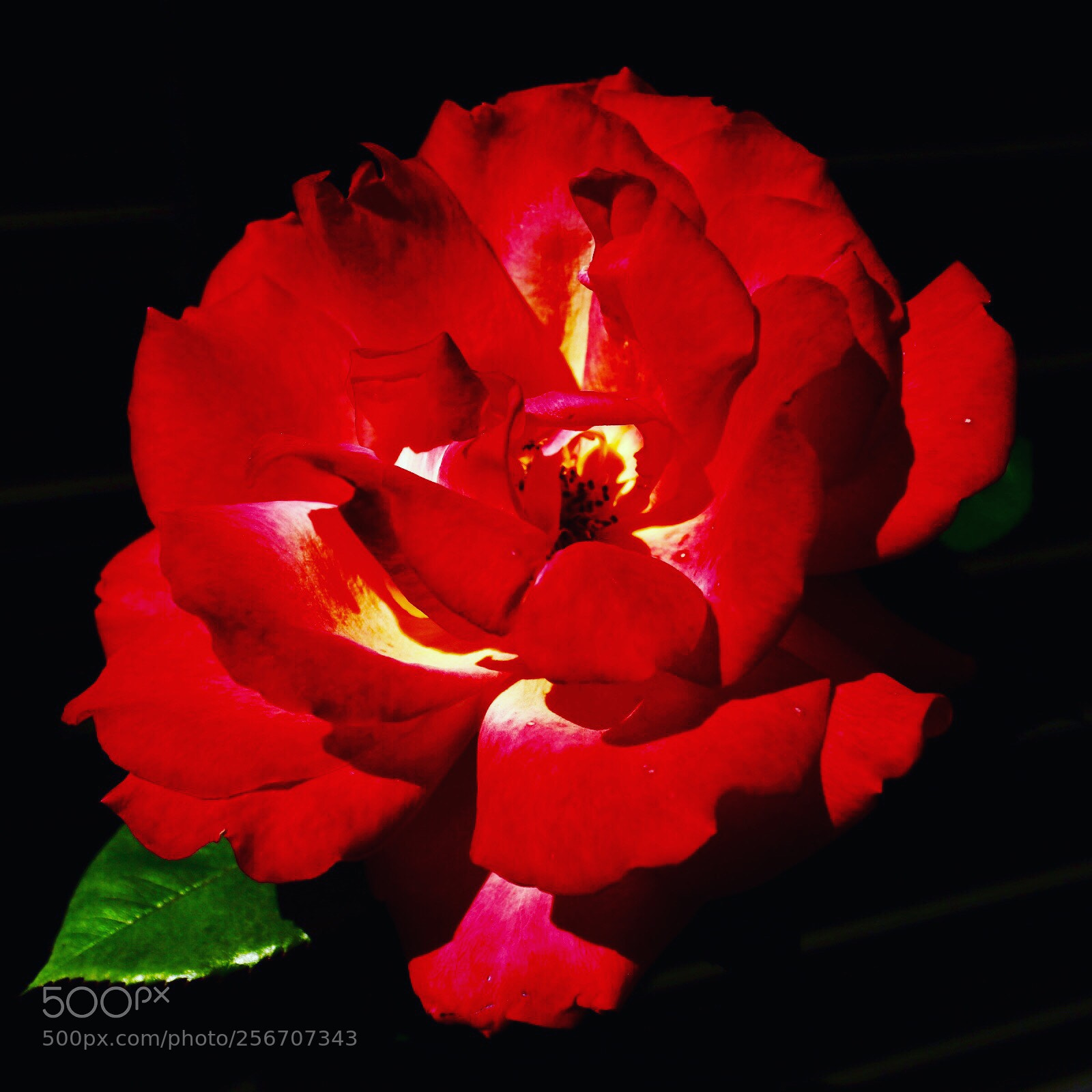 Canon EOS M5 sample photo. Rose photography