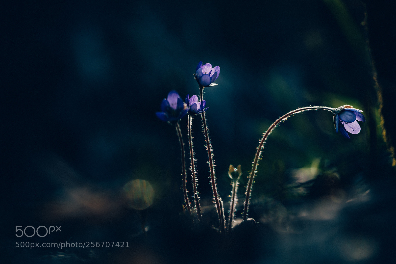 Canon EOS 5D Mark IV sample photo. Spring is here! photography