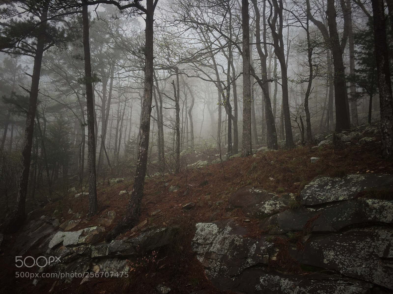 Apple iPhone 6 sample photo. Alone on the mountain.  photography