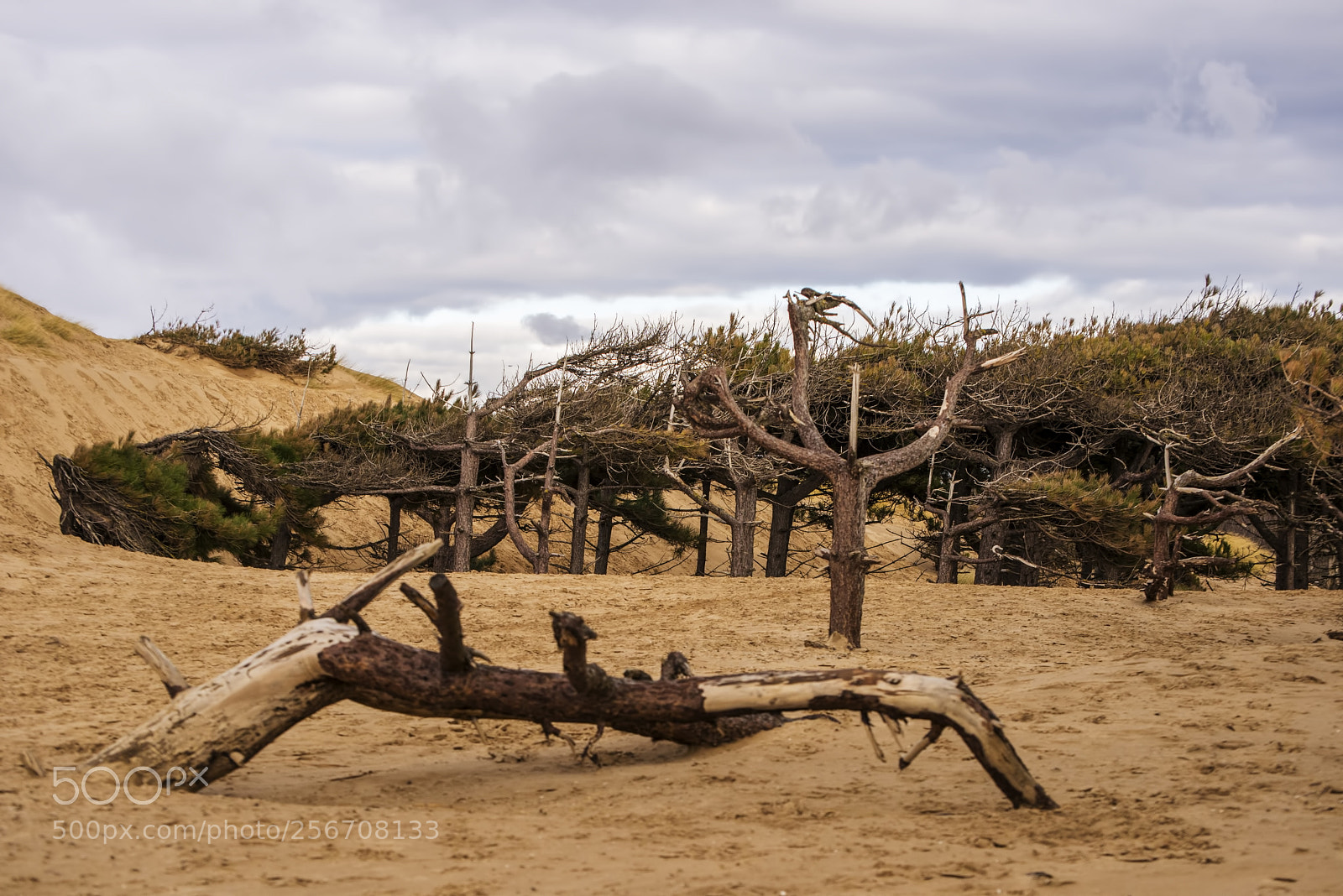 Nikon D600 sample photo. Weird trees! (1) photography