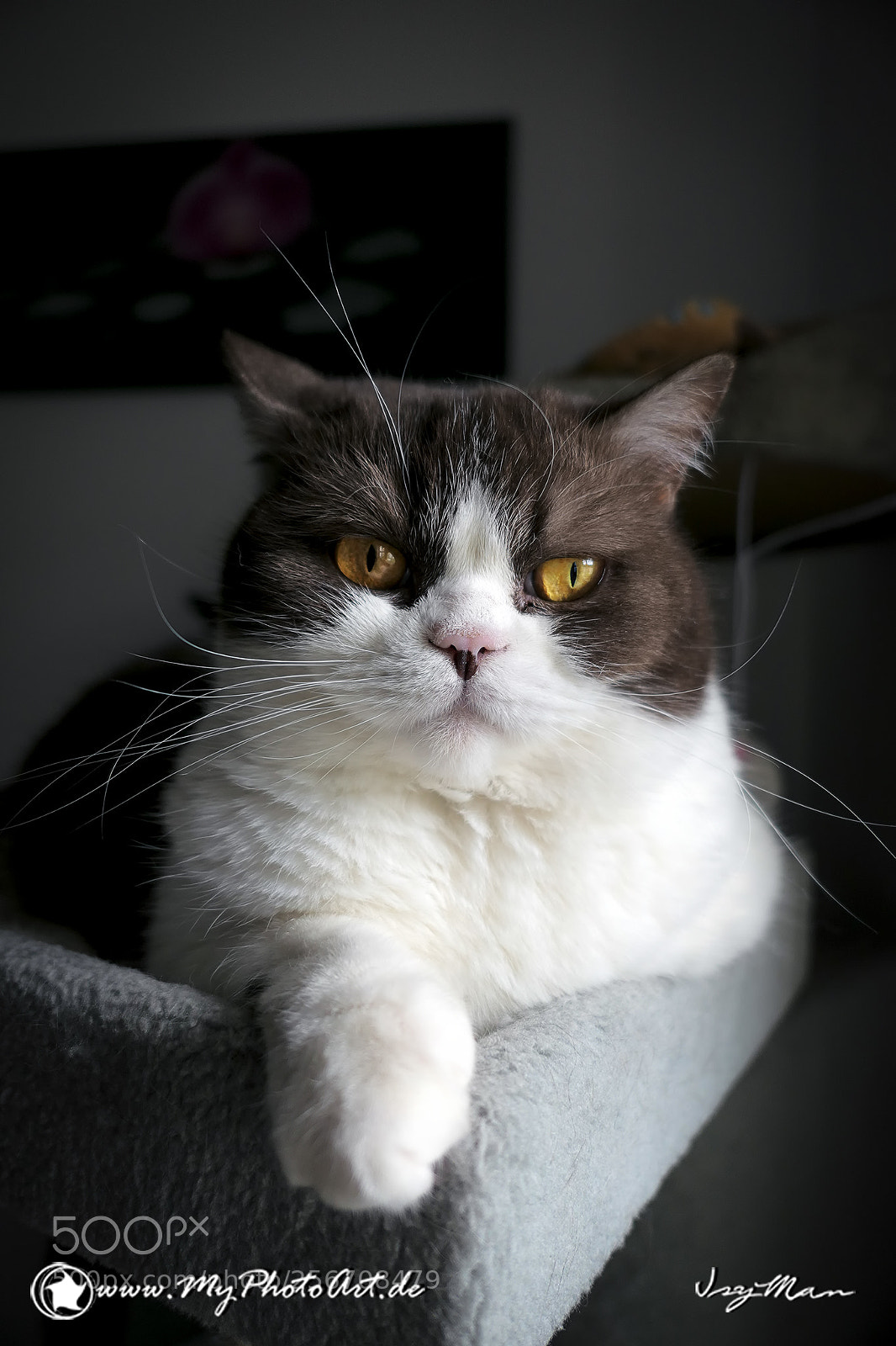 Nikon D800 sample photo. Katze photography