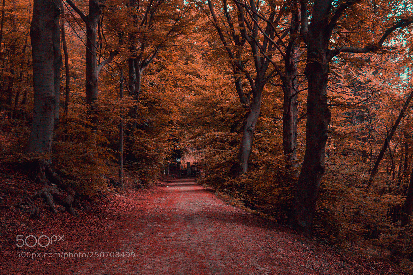 Canon EOS 750D (EOS Rebel T6i / EOS Kiss X8i) sample photo. Into the forest photography