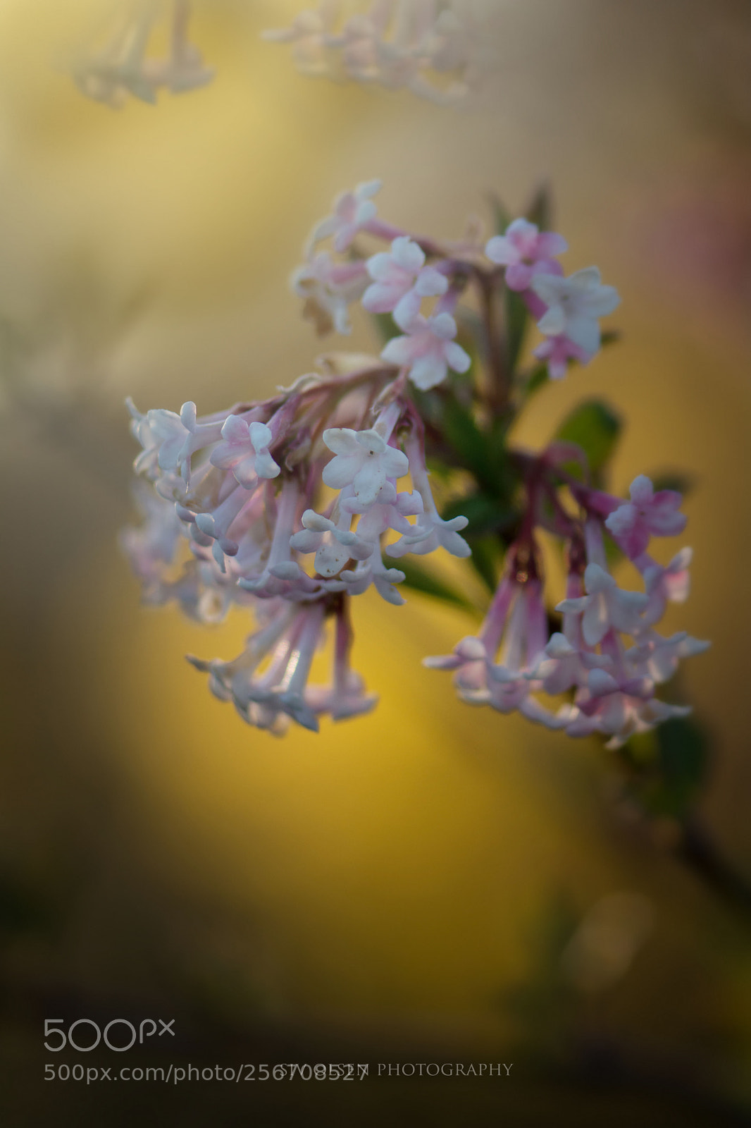Nikon D7100 sample photo. ~ pink ~ photography