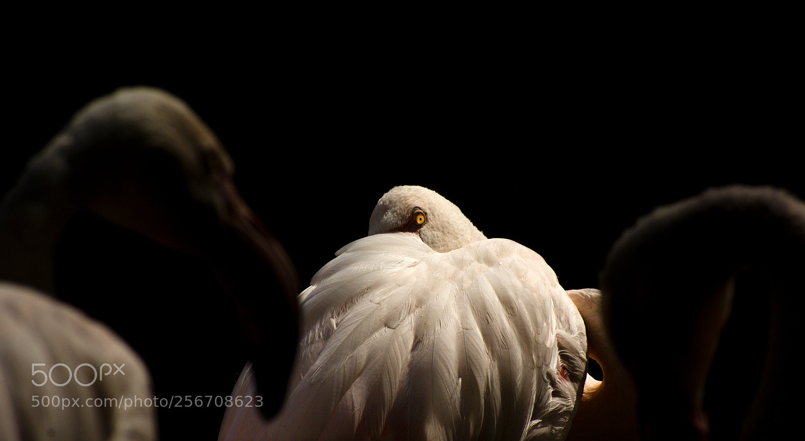 Nikon D7100 sample photo. Flamingo photography