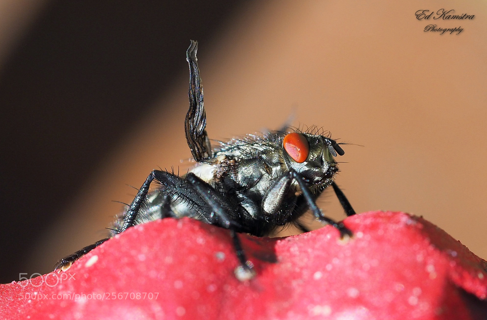 Olympus OM-D E-M10 II sample photo. The fly photography