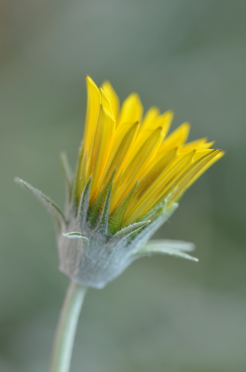 Nikon AF-S Micro-Nikkor 105mm F2.8G IF-ED VR sample photo. Bokeh photography