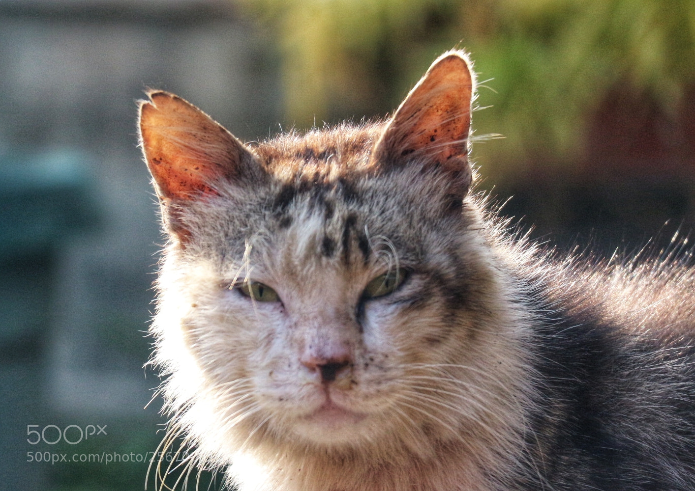 Canon EOS M10 sample photo. Cat photography