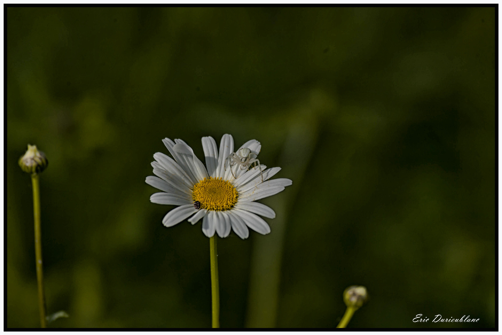 Canon EOS-1D Mark II sample photo. Untitled photography