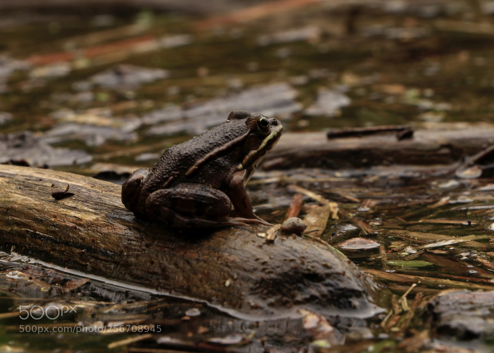 Canon EOS 80D sample photo. Untitled photography
