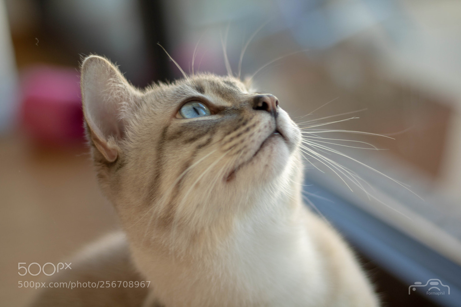 Canon EOS 750D (EOS Rebel T6i / EOS Kiss X8i) sample photo. Formaphil chats photography