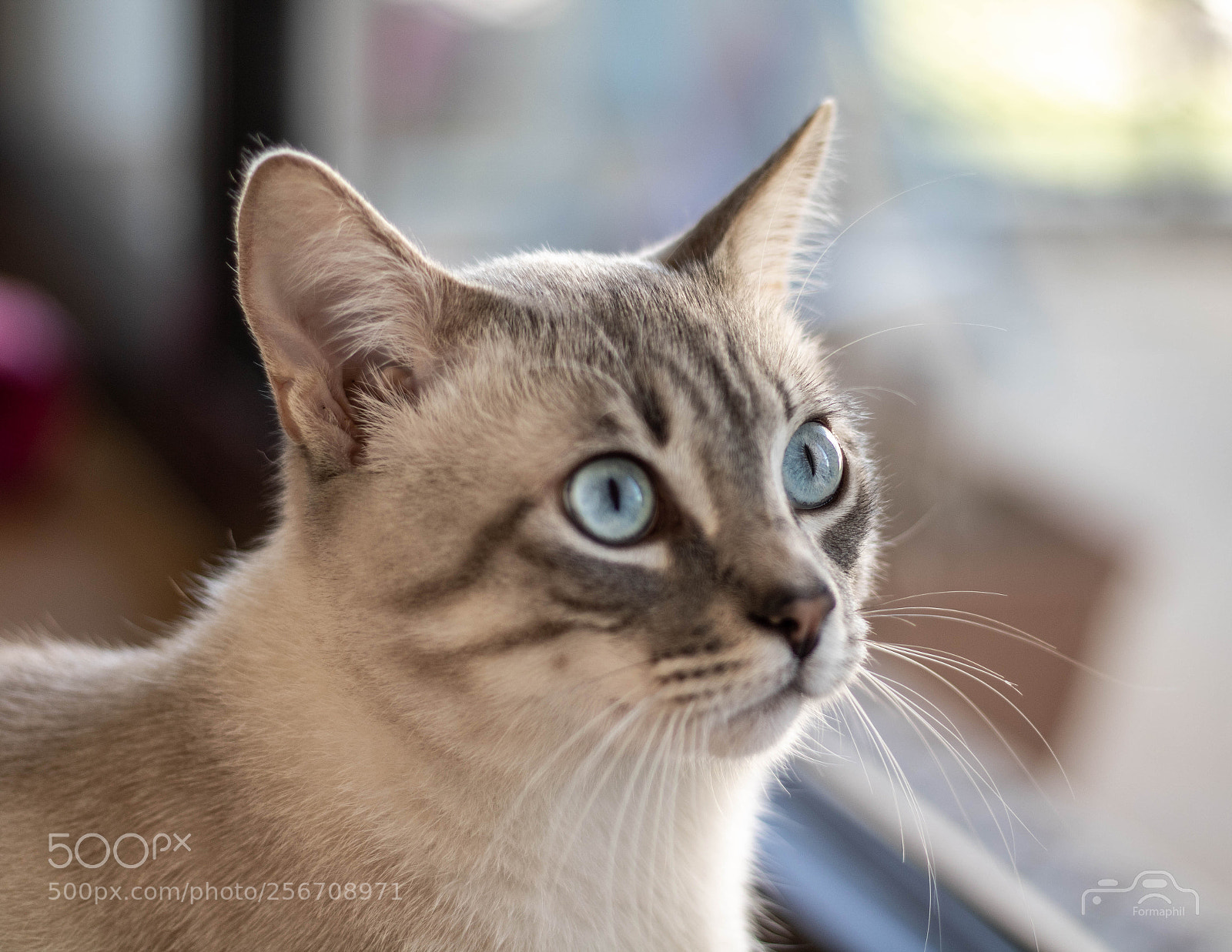 Canon EOS 750D (EOS Rebel T6i / EOS Kiss X8i) sample photo. Formaphil chats photography