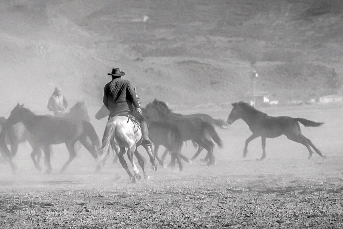 Fujifilm X-T2 sample photo. Yılkı horses photography