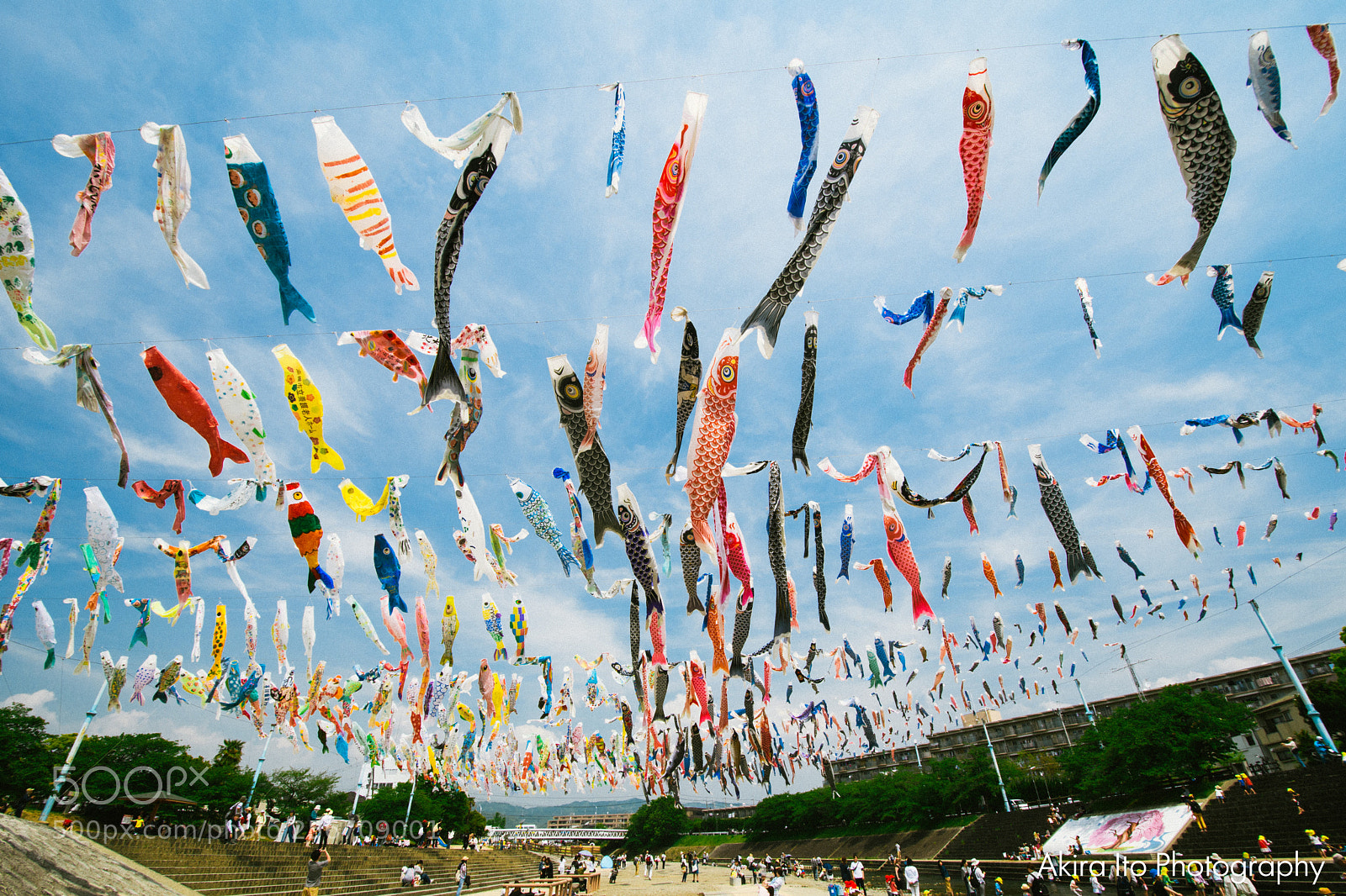 Nikon D500 sample photo. Koinobori, carp streamer in photography