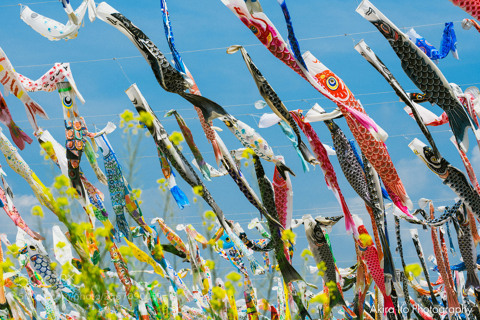 Nikon D500 sample photo. Koinobori, carp streamer in photography