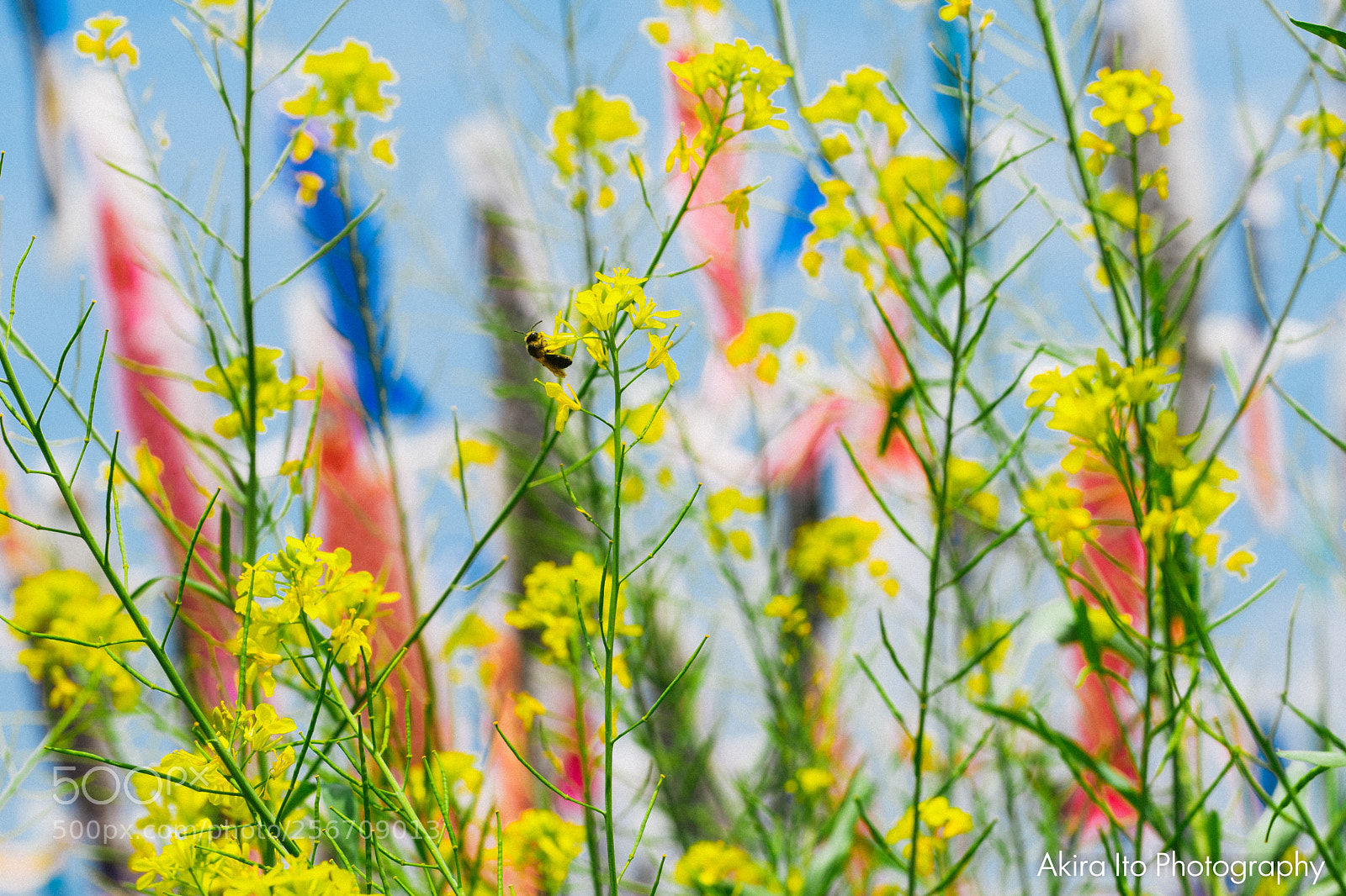 Nikon D500 sample photo. Koinobori, carp streamer in photography