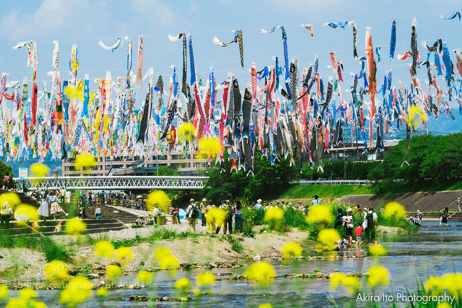 Nikon D500 sample photo. Koinobori, carp streamer in photography