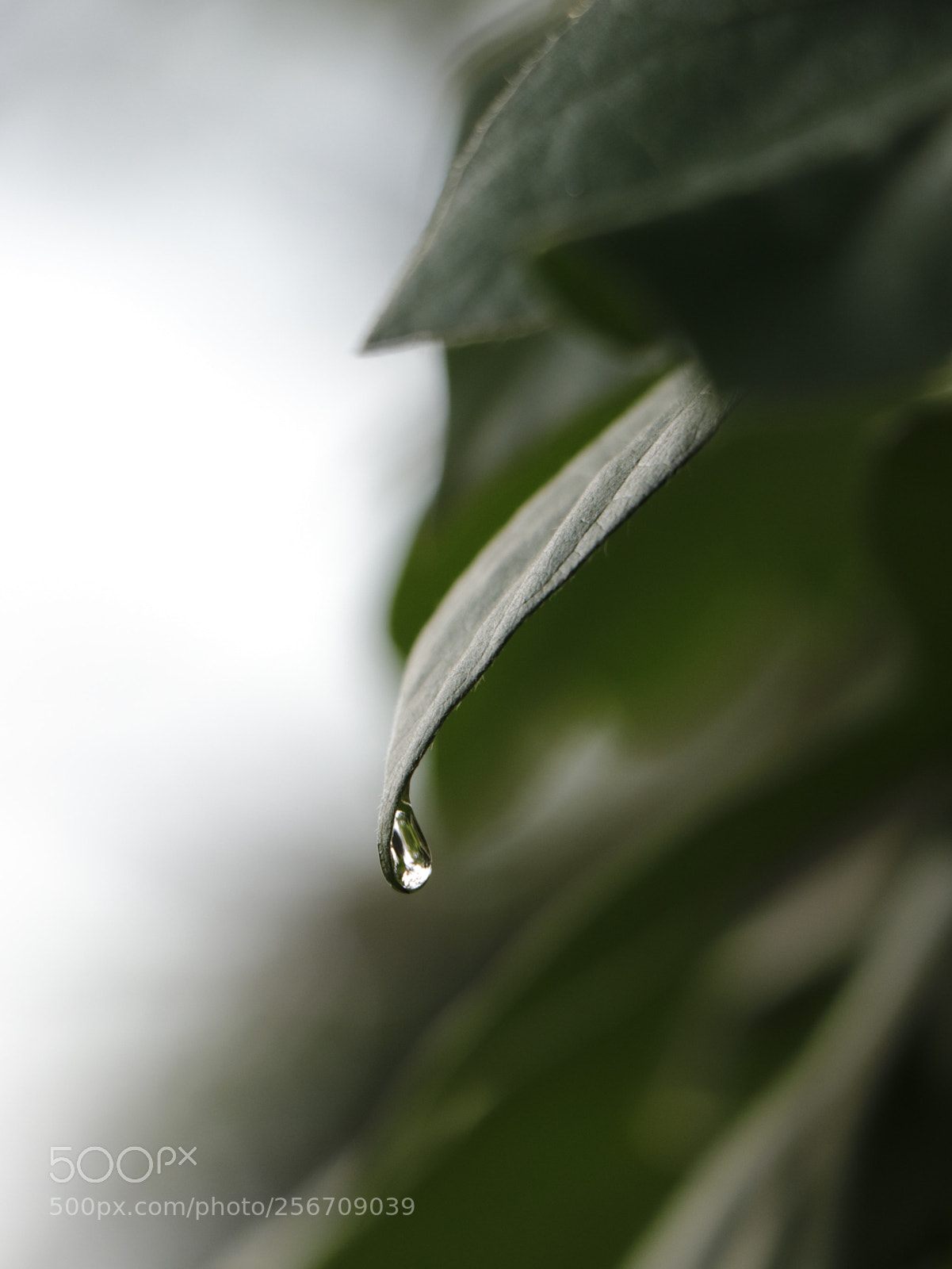 Canon EOS 77D (EOS 9000D / EOS 770D) sample photo. Freeze.  photography