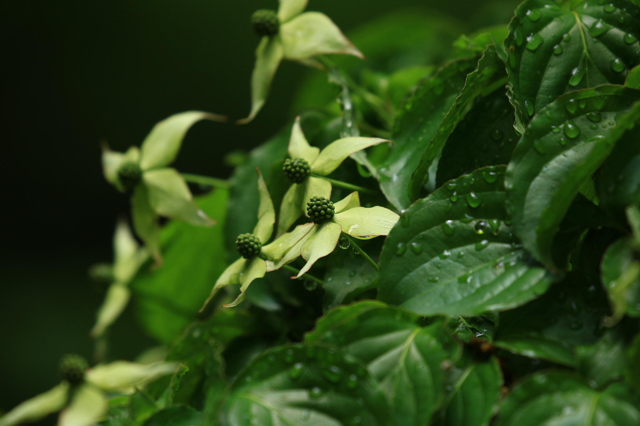 Canon EOS 7D Mark II sample photo. ヤマボウシ  kousa dogwood photography