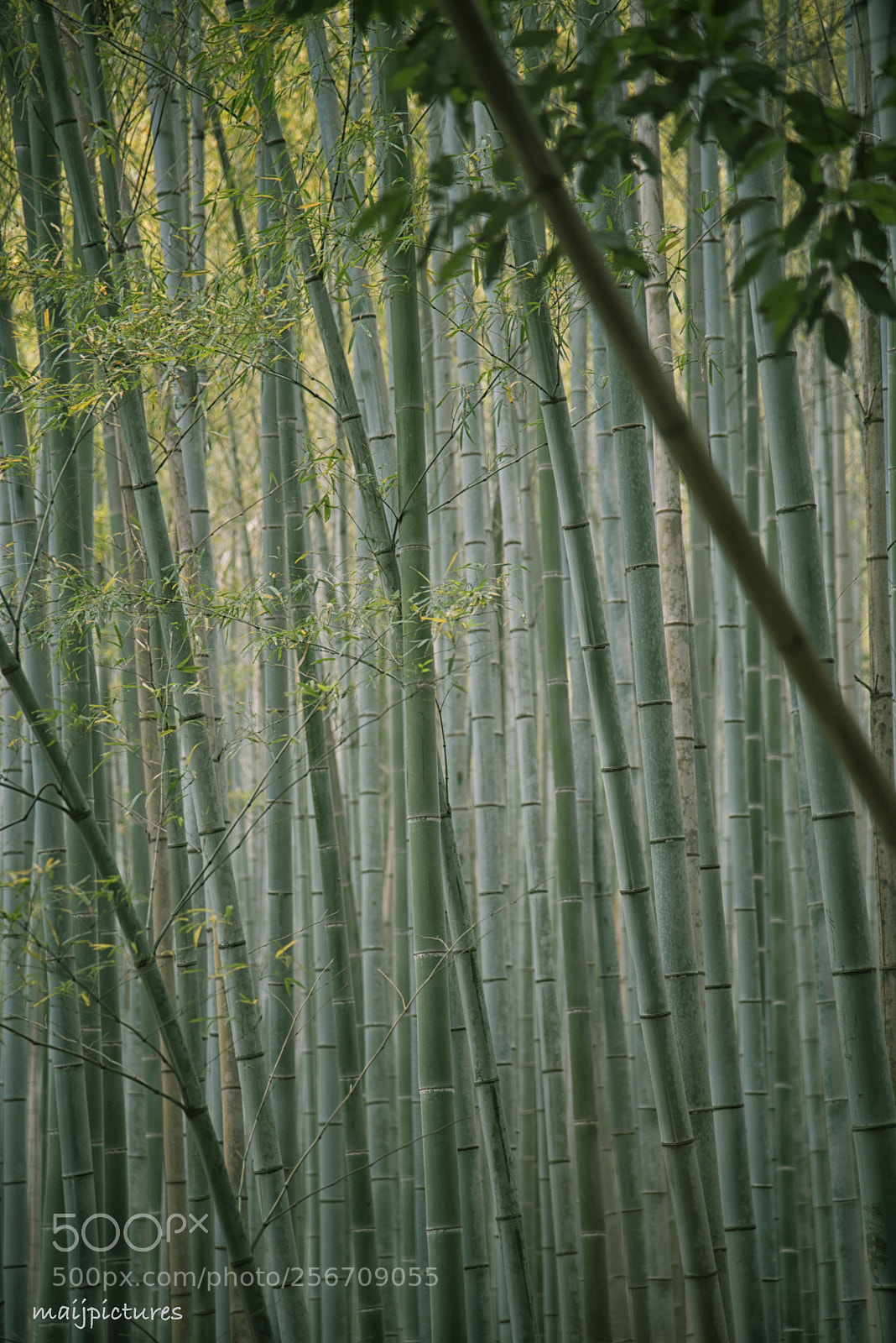 Nikon D750 sample photo. Bamboo photography