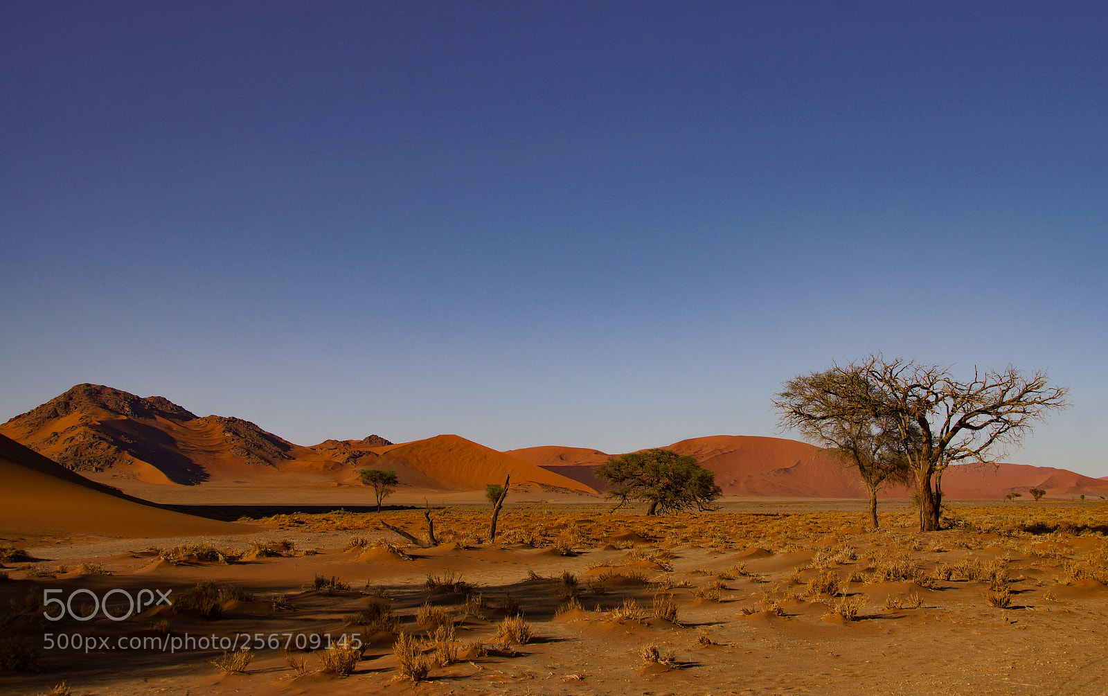 Sony SLT-A77 sample photo. Namib desert photography