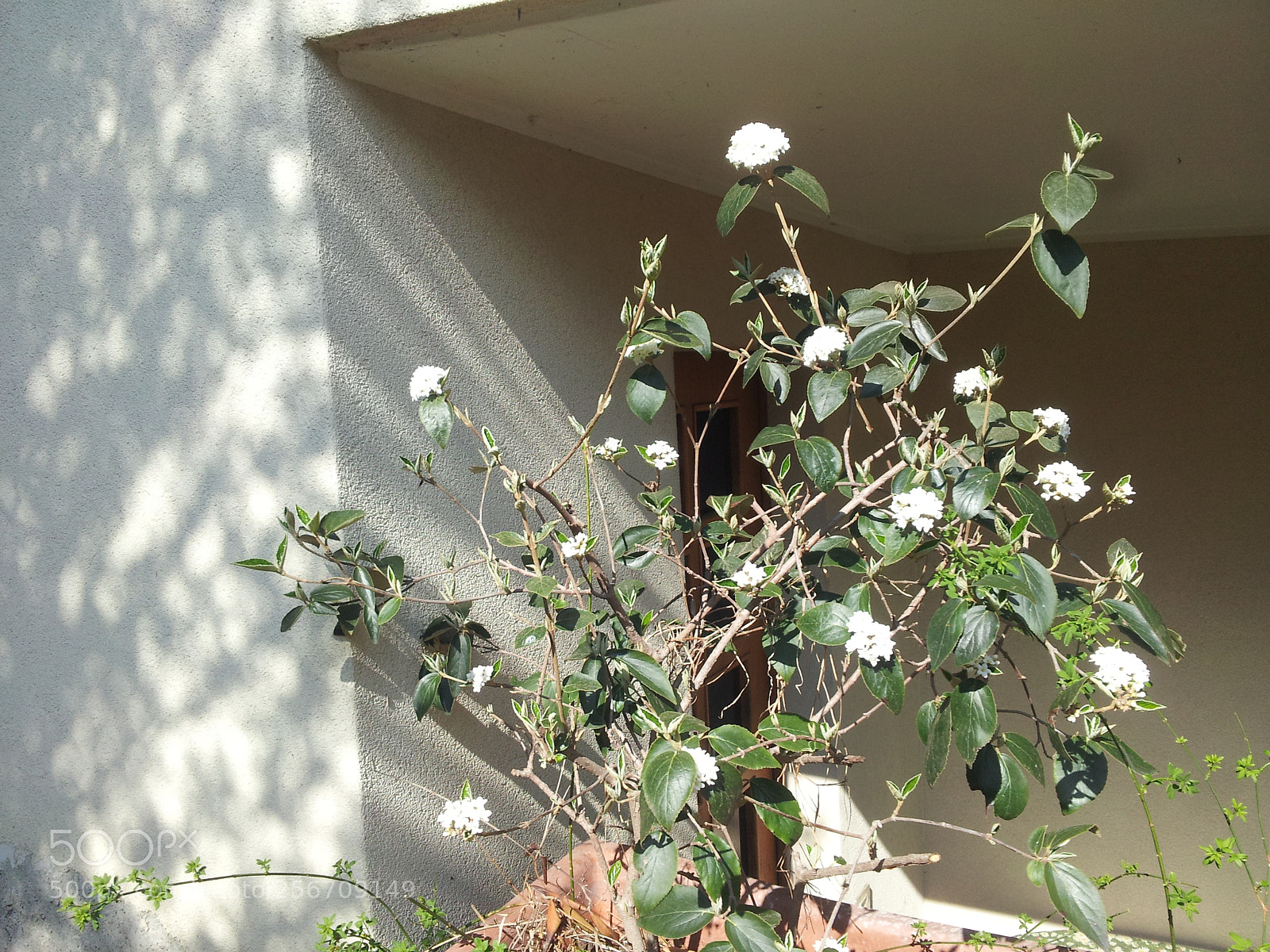 Samsung Galaxy S2 sample photo. Alice photography