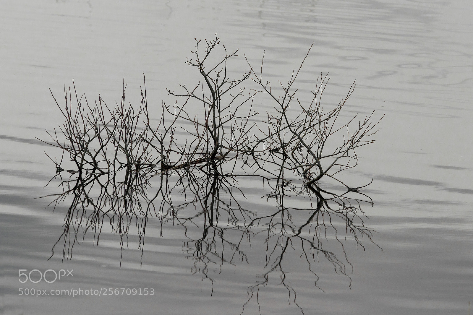 Canon EOS 700D (EOS Rebel T5i / EOS Kiss X7i) sample photo. Bare bones photography